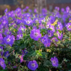 Kwitnące rabaty z fioletowymi kwiatami geranium rozanne, tworzące barwny dywan.