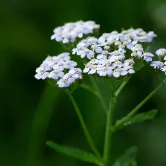 Kwiatostany krwawnika pospolitego, delikatne białe baldachy na zielonym tle. Idealny do uprawy w ogrodzie.