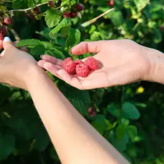 Ręce zbierają dojrzałe jeżynomaliny. Kiedy przycinać jeżynomalinę? Po zbiorach, aby zapewnić obfite plony w przyszłym roku.