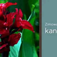 Intensywnie czerwony kwiat kanny z kroplami deszczu. Tekst: "Zimowanie kanny".