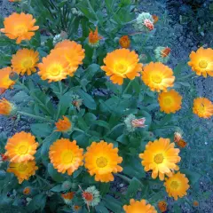 Kwitnący nagietek lekarski uprawa w ogrodzie. Intensywnie pomarańczowe kwiaty i zielone liście tworzą barwną kompozycję.