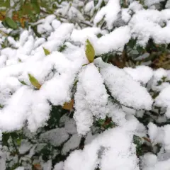 Zielony pąk kwiatu, przypominający lisi ogon, czeka na wiosnę pod śniegiem. Zimowanie rośliny.