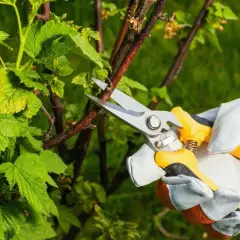 Ręka w rękawicy przycina gałązkę krzewu. Dowiedz się, kiedy przycinać leszczynę, aby cieszyć się obfitymi plonami.