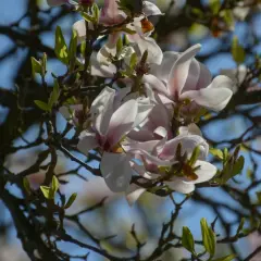 Delikatne kwiaty magnolii, których nie lubi zimno, rozkwitają na tle błękitnego nieba.
