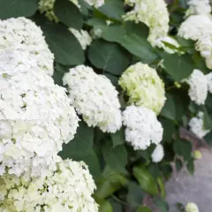 Kwitnąca hortensja Annabelle w pełnym słońcu. Jej białe, kuliste kwiatostany tworzą bujne kępy, idealne na słoneczne stanowisko.