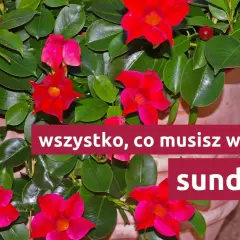 Sundaville: zimowanie i przycinanie. Czerwone kwiaty i zielone liście.