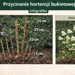 Przycinanie hortensji bukietowej: pokazano, jak przycinać pędy do 15-35 cm, by uzyskać bujne kwitnienie.