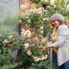 Uśmiechnięta ogrodniczka przycina róże po przekwitnięciu, dbając o krzewy w swoim ogrodzie.