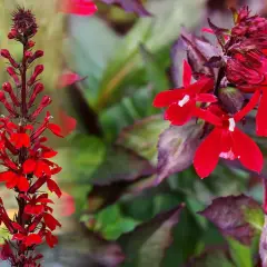 Lobelia czerwona uprawa: Intensywnie czerwone kwiaty lobelii na tle zielonych liści.