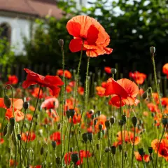 Pole pełne czerwonych maków. W tle widać budynek i zielone drzewa. Każdy poppy kwiat jest piękny.
