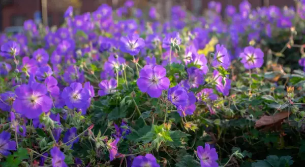 Kwitnące rabaty z fioletowymi kwiatami geranium rozanne, tworzące barwny dywan.