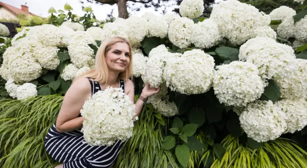 Kobieta w pasiastej sukience wśród bujnych, białych kwiatów hortensji anabelle. Przycinanie tych pięknych krzewów zapewni obfite kwitnienie.