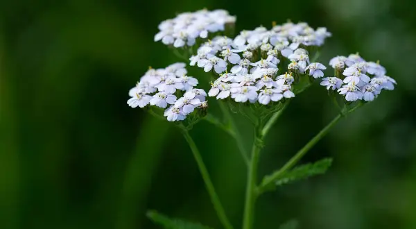 Kwiatostany krwawnika pospolitego, delikatne białe baldachy na zielonym tle. Idealny do uprawy w ogrodzie.