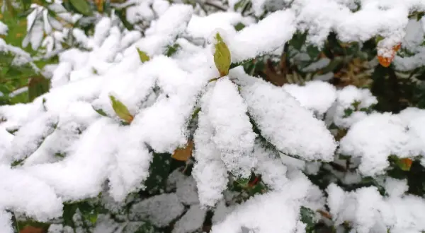 Zielony pąk kwiatu, przypominający lisi ogon, czeka na wiosnę pod śniegiem. Zimowanie rośliny.
