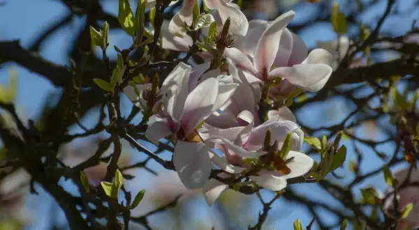 Delikatne kwiaty magnolii, których nie lubi zimno, rozkwitają na tle błękitnego nieba.