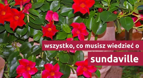Sundaville: zimowanie i przycinanie. Czerwone kwiaty i zielone liście.