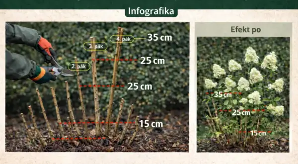 Przycinanie hortensji bukietowej: pokazano, jak przycinać pędy do 15-35 cm, by uzyskać bujne kwitnienie.