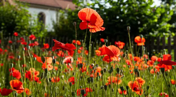 Pole pełne czerwonych maków. W tle widać budynek i zielone drzewa. Każdy poppy kwiat jest piękny.