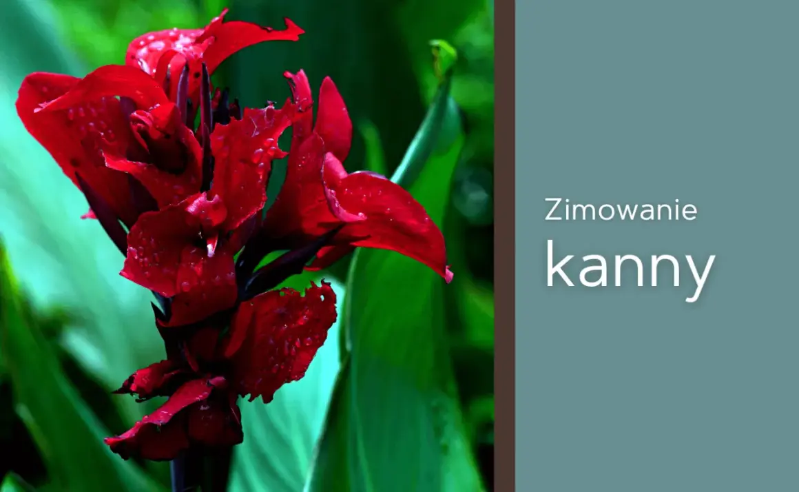 Intensywnie czerwony kwiat kanny z kroplami deszczu. Tekst: "Zimowanie kanny".