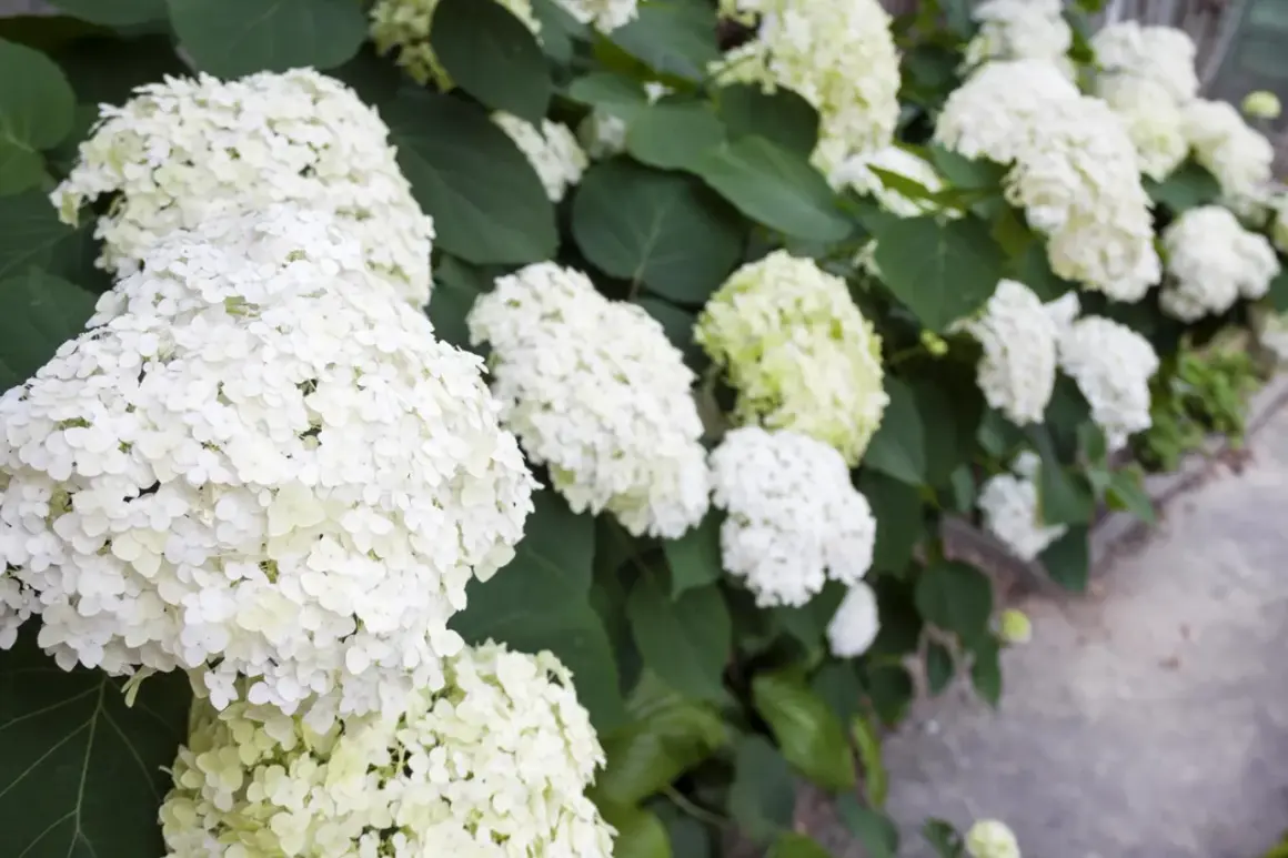 Kwitnąca hortensja Annabelle w pełnym słońcu. Jej białe, kuliste kwiatostany tworzą bujne kępy, idealne na słoneczne stanowisko.