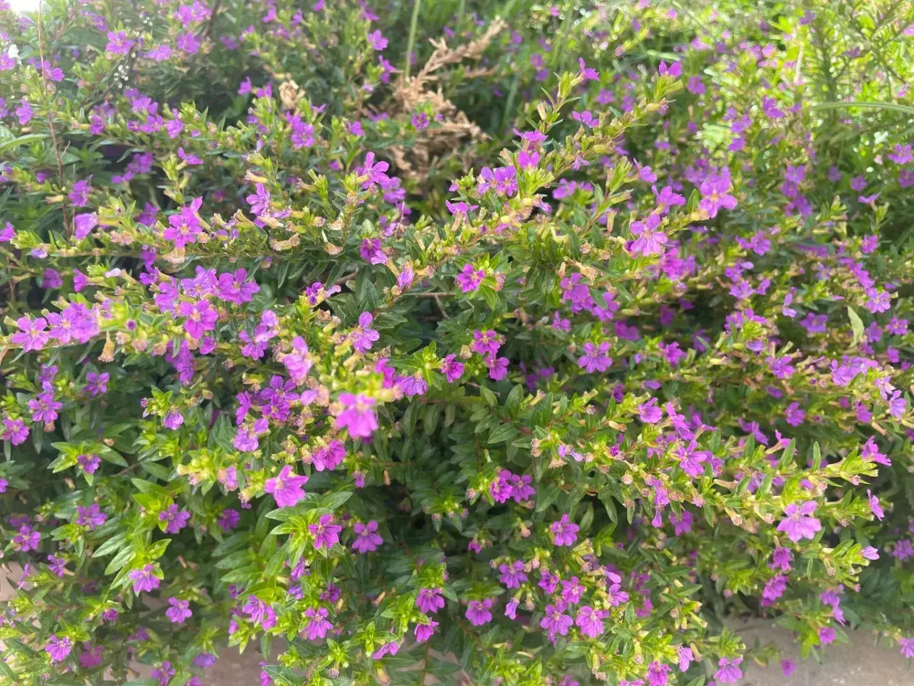 Gęsty krzew Cuphea hyssopifolia w pełnym rozkwicie, obsypany drobnymi, fioletowymi kwiatami. Idealny do uprawy w ogrodzie.