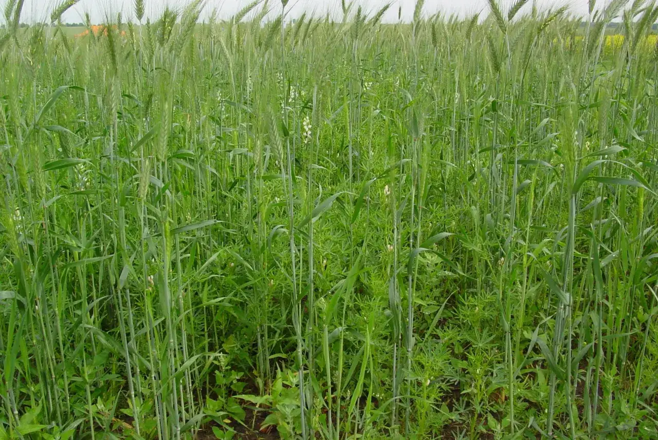 Pole zbożowe z widocznymi białymi kwiatami łubinu wąskolistnego, odmiany tej rośliny tworzą zieloną mozaikę.