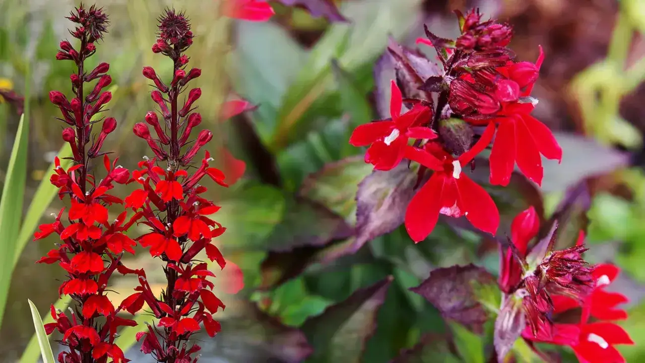 Lobelia czerwona uprawa: Intensywnie czerwone kwiaty lobelii kardynalskiej na tle zielonych liści.