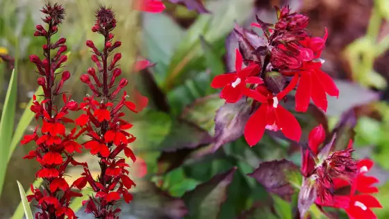 Czerwona lobelia - uprawa i pielęgnacja. Jak uniknąć błędów?