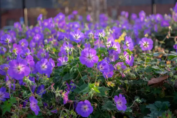 Kwitnące rabaty z fioletowymi kwiatami geranium rozanne, tworzące barwny dywan.