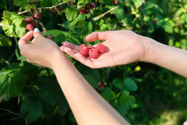 Ręce zbierają dojrzałe jeżynomaliny. Kiedy przycinać jeżynomalinę? Po zbiorach, aby zapewnić obfite plony w przyszłym roku.