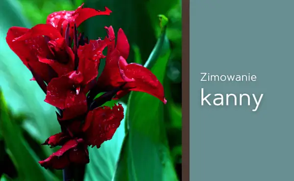 Intensywnie czerwony kwiat kanny z kroplami deszczu. Tekst: "Zimowanie kanny".