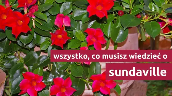 Sundaville: zimowanie i przycinanie. Czerwone kwiaty i zielone liście.