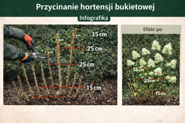 Przycinanie hortensji bukietowej: pokazano, jak przycinać pędy do 15-35 cm, by uzyskać bujne kwitnienie.